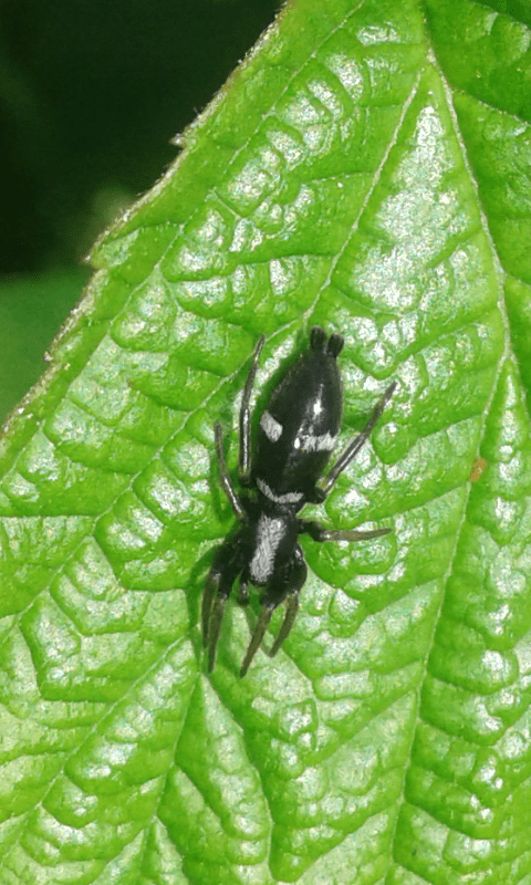 Aphantalaux sp. (Gnaphosidae)? S - prov. PD